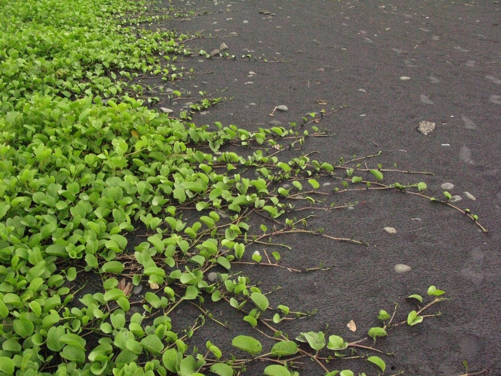 精品乱码一区内射人妻无码